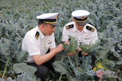 大理保鲜蔬菜实现初次出口